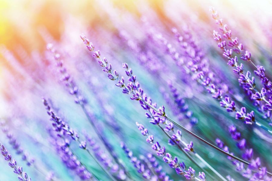 Peaceful lavender